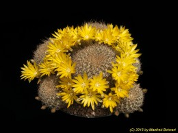 Sulcorebutia breviflora v. haseltonii WR198 2151